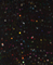 95% POLYESTER 5% SPANDEX VELVET WITH SEQUINS HZQT-2413177